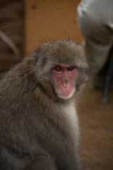 Iwatayama Monkey Park