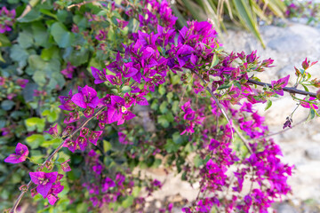 Obraz premium A purple flowering bush in Granada.