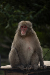 Iwatayama Monkey Park