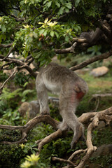 Iwatayama Monkey Park