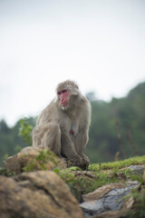 Monkeys in Iwatayama Monkey Park