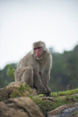 Monkeys in Iwatayama Monkey Park