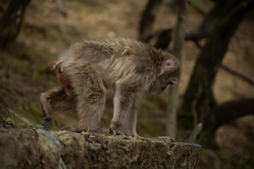Iwatayama Monkey Park