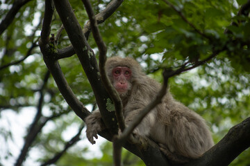 Monkeys in Iwatayama Monkey Park