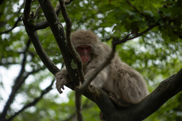 Iwatayama Monkey Park