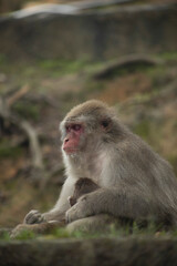 Iwatayama Monkey Park