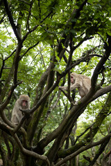 Monkeys in Iwatayama Monkey Park