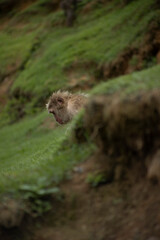 Iwatayama Monkey Park