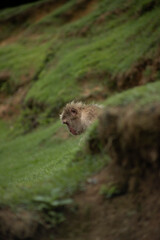 Iwatayama Monkey Park