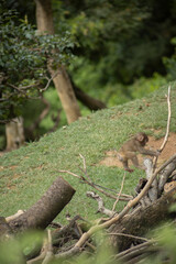 Iwatayama Monkey Park