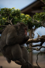 Iwatayama Monkey Park