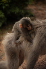 Monkeys in Iwatayama Monkey Park