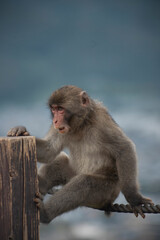 Monkey in Iwatayama Monkey Park