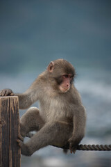 Monkeys in Iwatayama Monkey Park
