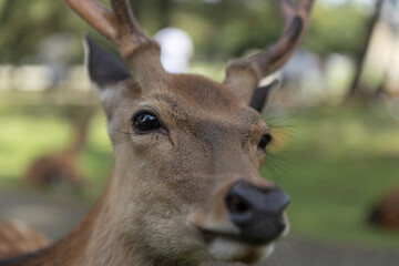 Deer in Nara Deer Park