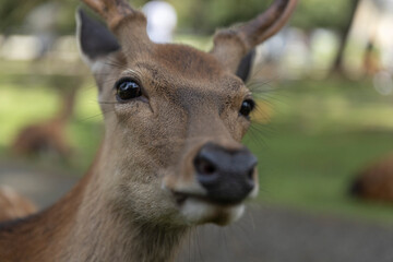Deer in Nara Deer Park