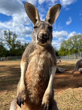 kangaroo in the wild