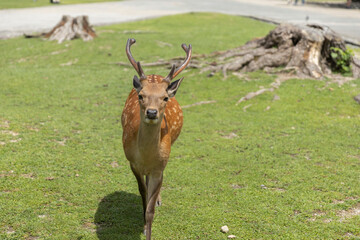 Deer in Nara Deer Park