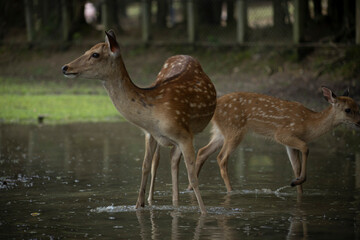 Deer in nara deer park