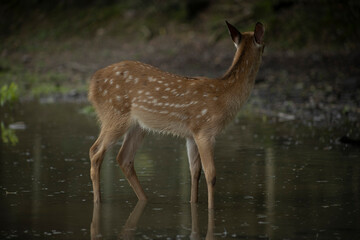 Deer in nara deer park