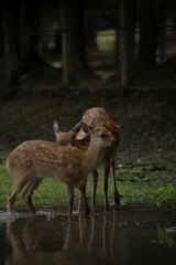 Deer in nara deer park
