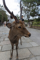 Deer in Nara deer park