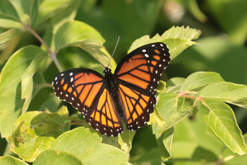 Viceroy butterfly