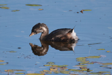 Pie Billed Griebe swimming, diving, feeding and preening on marsh pond in bright summer sun