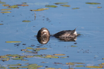 Pie Billed Griebe swimming, diving, feeding and preening on marsh pond in bright summer sun