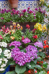 Potted plants with colorful flowers.