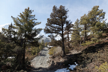 Obraz premium Gravel road is winding through a pine forest in the himalayas. The snow-capped peaks of the mountains are visible in the distance