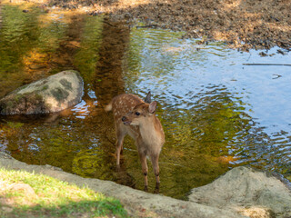 奈良公園の吉城川に入る子鹿