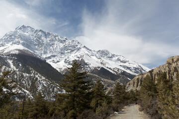 Obraz premium Serene scene with a winding dirt road through a pine forest leading to snow-capped himalayan peaks. Perfect for adventure and hiking in nepal's tranquil beauty