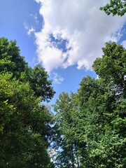 Obraz premium Trees and blue sky with clouds in the forest. Nature background