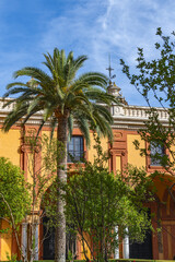 Fototapeta premium Palm tree in front of an old Spanish building.