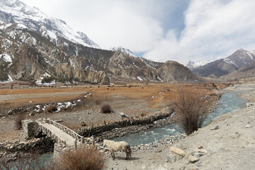 White horse stands near a wooden bridge over a clear river in nepal's himalayas, a serene setting for trekking and exploring nature