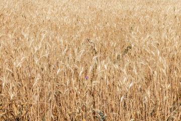 Golden wheat fields in Spain.