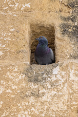 A pigeon in a nook of a stone wall.