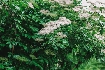 Black elderberry flowers on branches.Sambucus bush. White flowers caps of elderberry bush close-up....