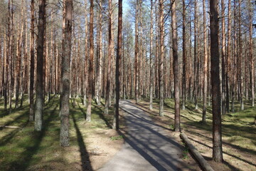 Fototapeta premium Sunlight illuminating a paved path as it winds through a grove of tall, slender trees, casting long shadows across the ground