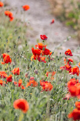 Naklejka premium Wild poppies growing in Andalusia.