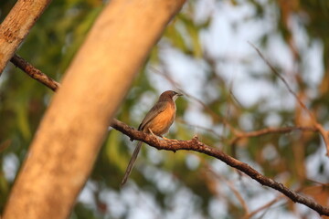 The white-throated babbler (Argya gularis) is a species of bird in the family Leiothrichidae. It is endemic to Myanmar.