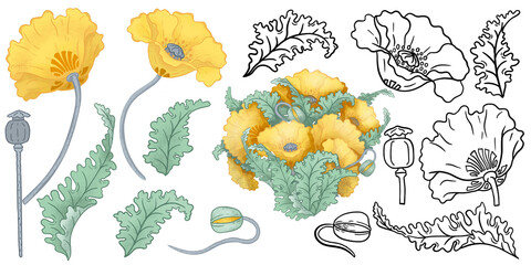 Set of elements of poppy flowers and leaves on a white background, yellow poppies, outlines of poppies, bouquet of poppy flowers, set of floral elements for your design
