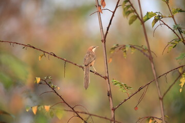 The white-throated babbler (Argya gularis) is a species of bird in the family Leiothrichidae. It is endemic to Myanmar.