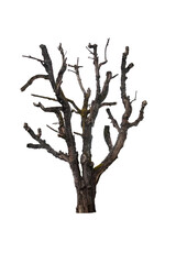 Old mature tree with split tree bark isolated on transparent background. PNG image. Halloween spooky tree with crossing branches..