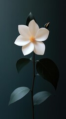 Fototapeta premium Elegant White Flower on Dark Background
