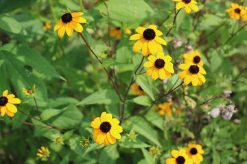 Brown-eyed Susans at Northwestern Woods in Des Plaines, Illinois