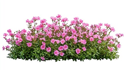 Cutout pink flowers Flower bed isolated on white background Flower bush for garden design or landscaping High quality clipping mask : Generative AI