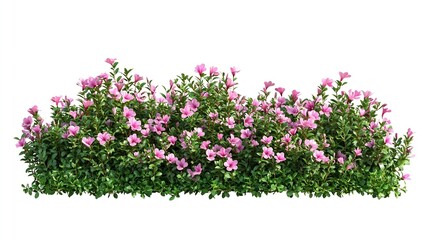 Fototapeta premium Cutout flower bedGarden design isolated on white background Flowering shrub and green plants for landscaping Decorative hedge High quality clipping mask : Generative AI