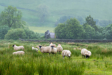 Fototapeta premium Sheeps and Farms over North Pennines, Cumbria, Durham, Northumberland, North Yorkshire, England
